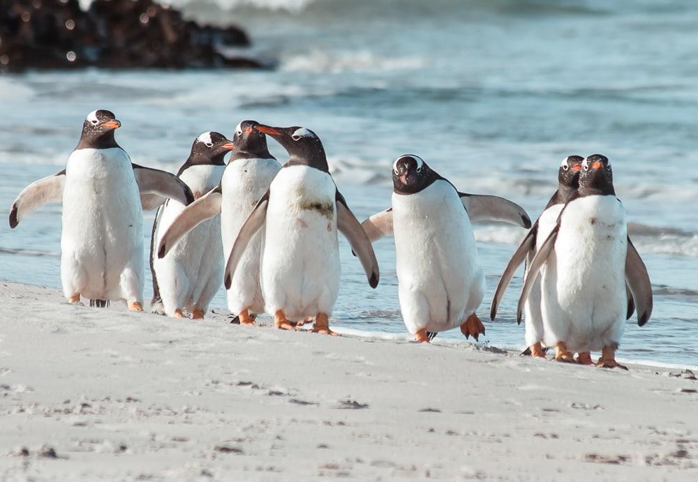 gentoo penguins bleaker island falkland islands