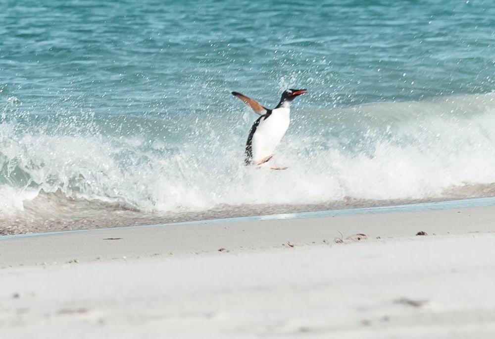 gentoo penguins bleaker island falkland islands