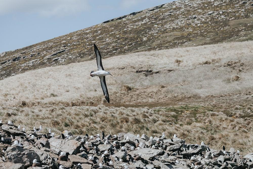 albatross west point island falklands