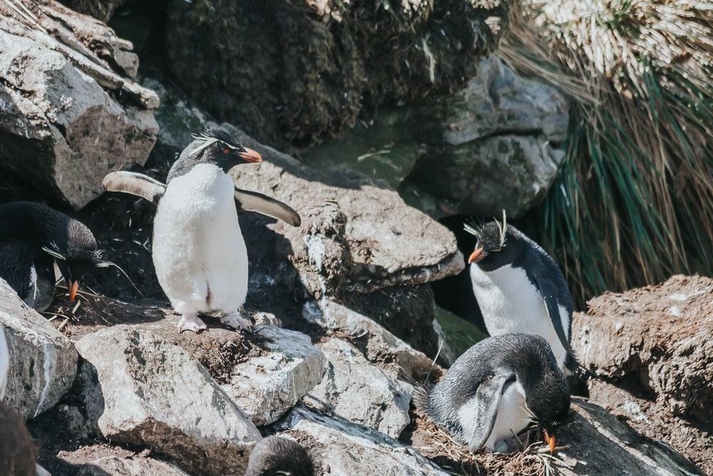 rockhopper penguins west point island falkland islands