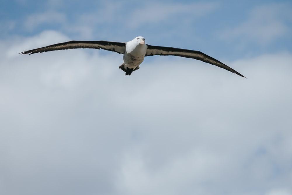 albatross west point island falklands