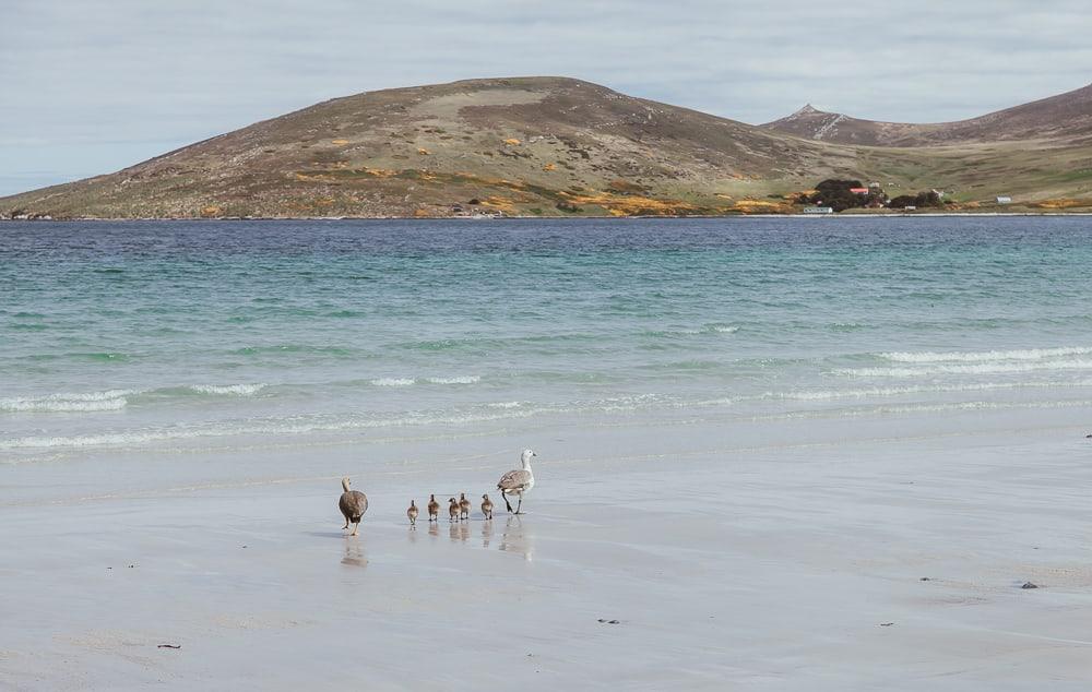 carcass island falkland islands