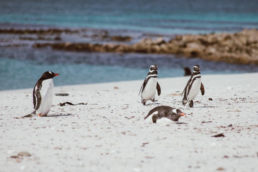 gentoo magellanic penguins carcass island falklands