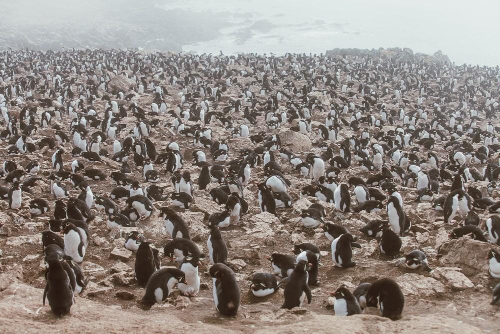 rockhoppers pebble island falklands