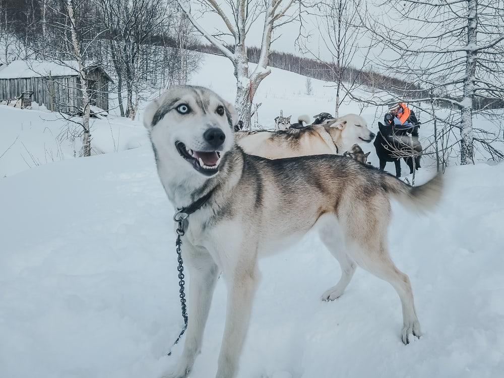 husky sledding aaslid polar helgeland