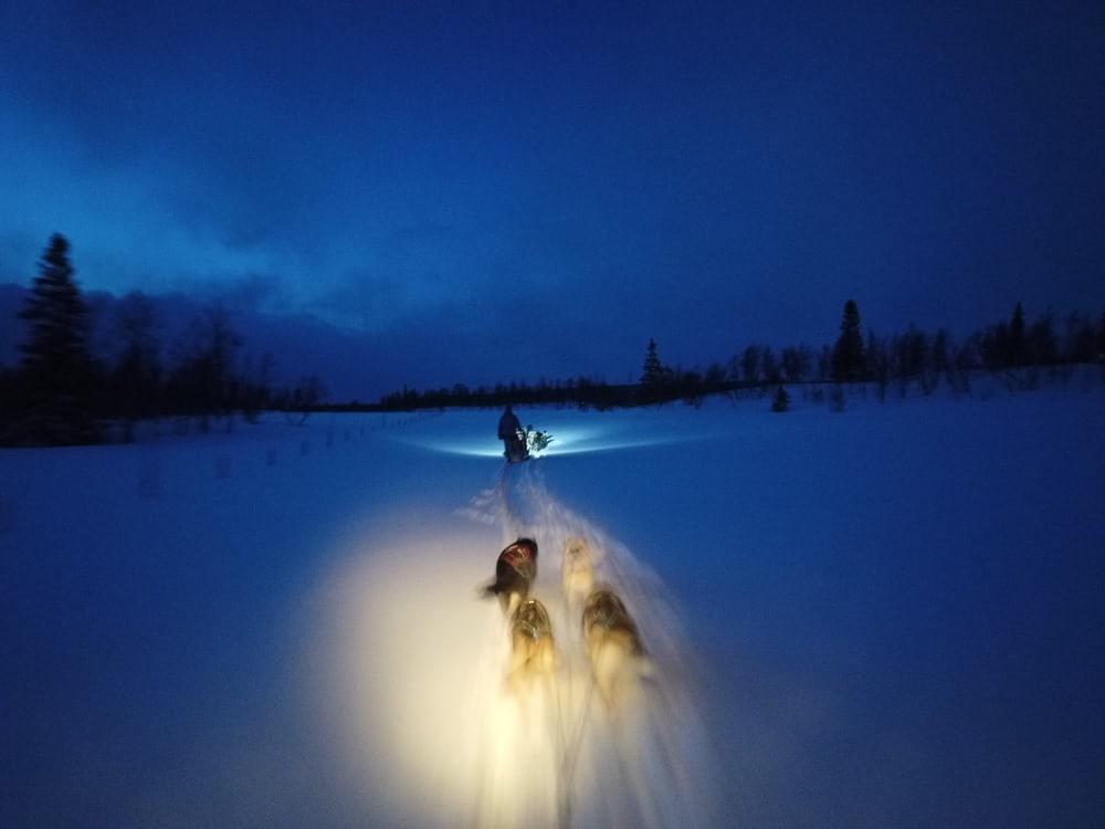 husky sledding aaslid polar helgeland susendal norway