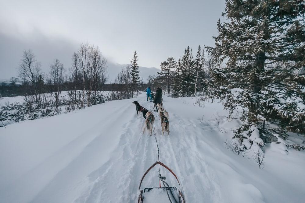 husky sledding aaslid polar helgeland