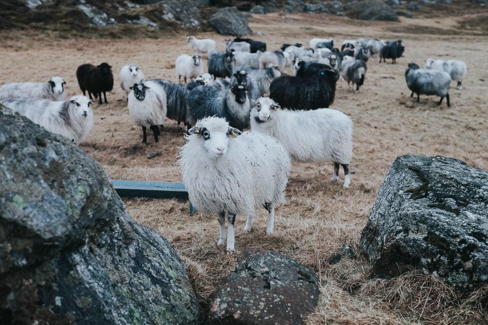 sheep on lovund, norway