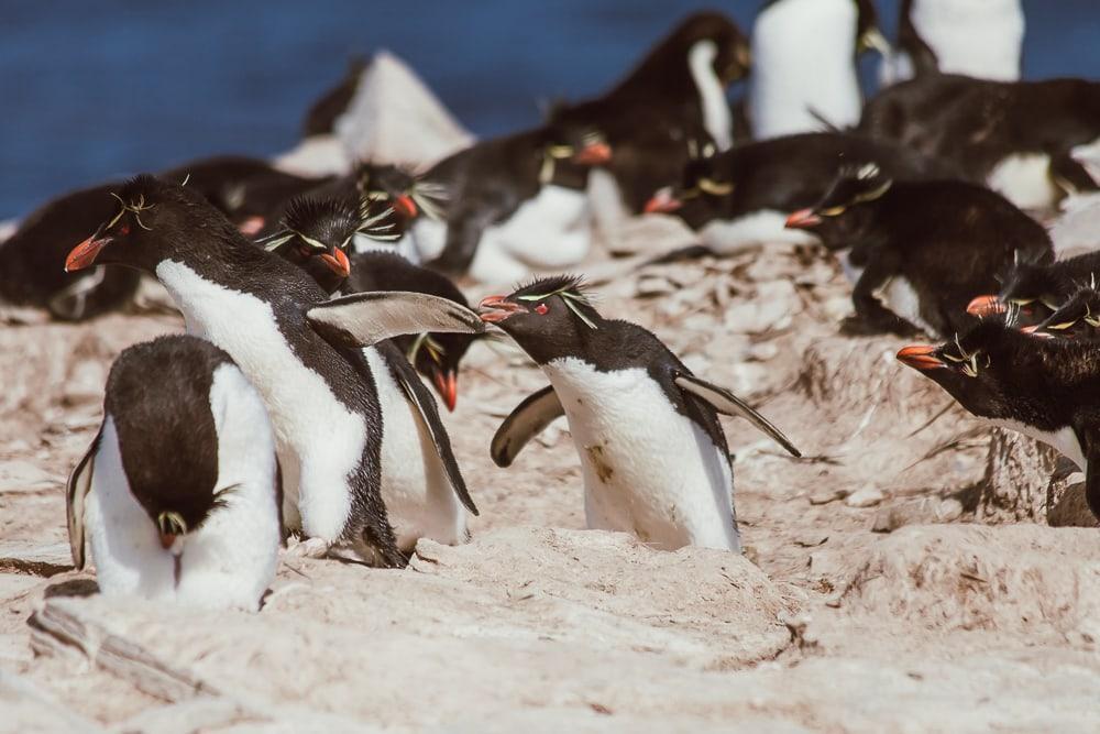 rockhopper penguins falkland islands