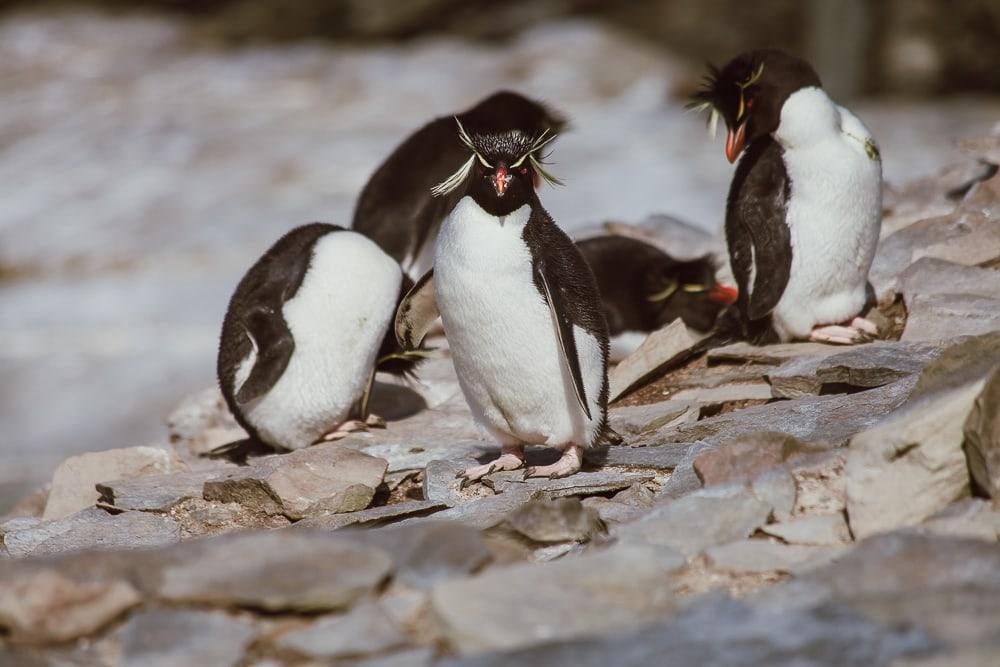 rockhopper penguins falkland islands