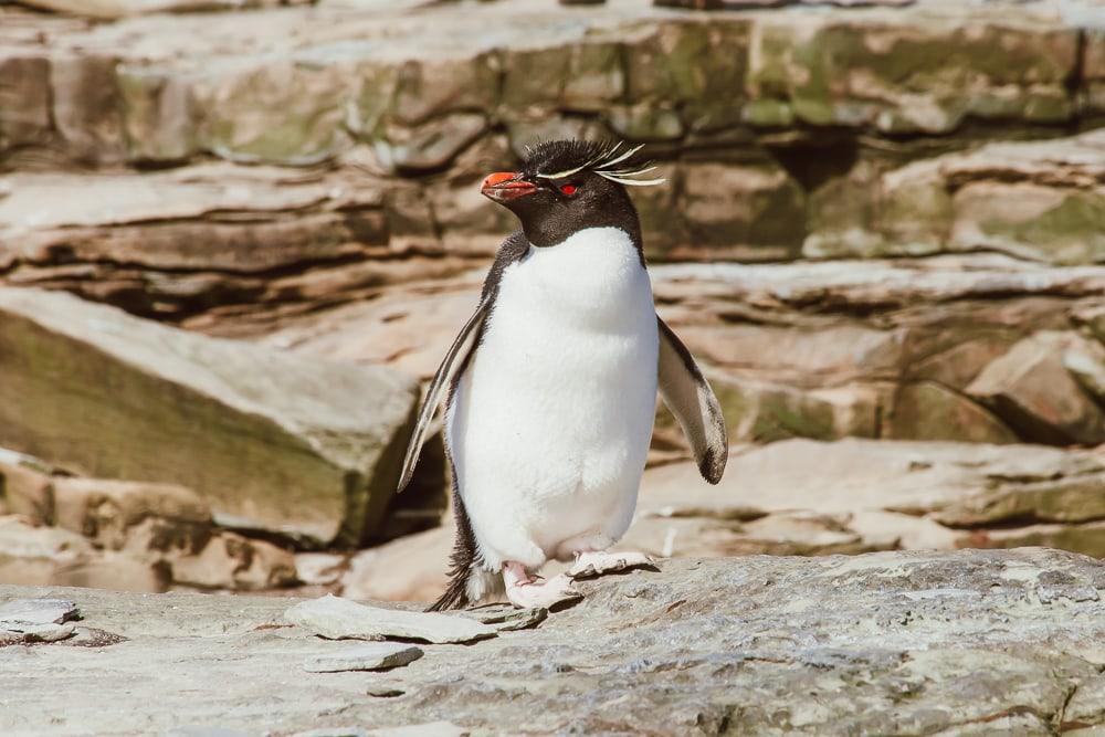 rockhopper penguin falkland islands