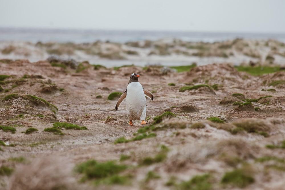 falkland penguin