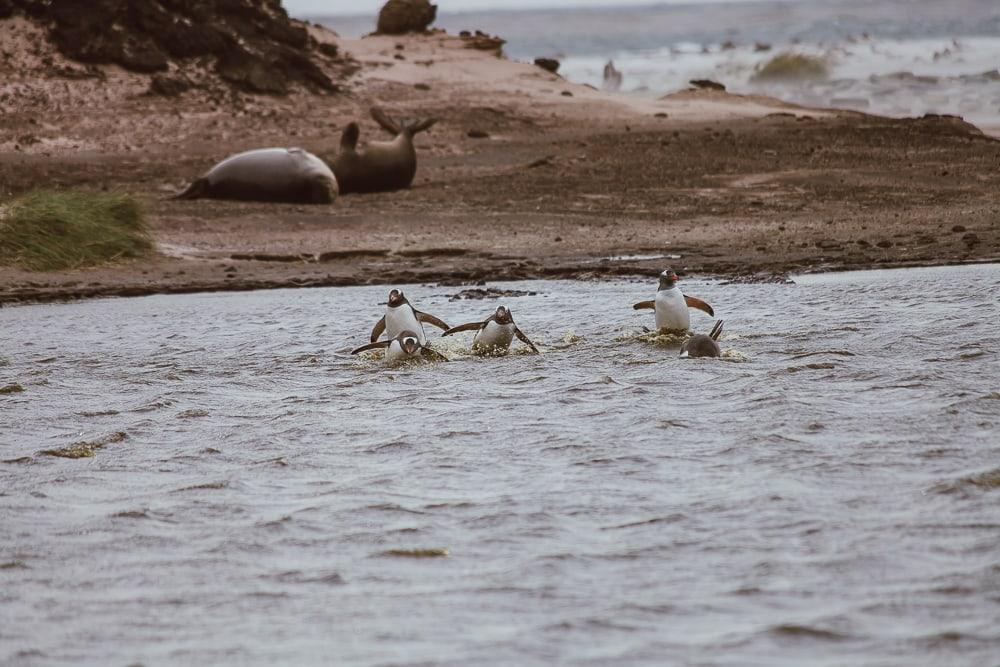 penguins swimming falkland islands