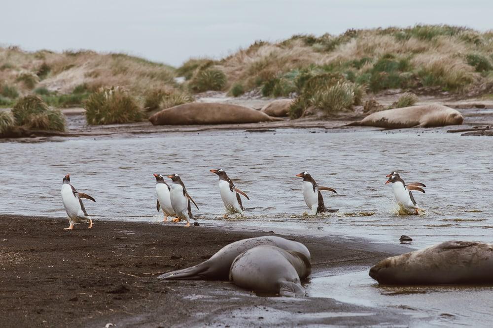 penguins swimming falkland islands