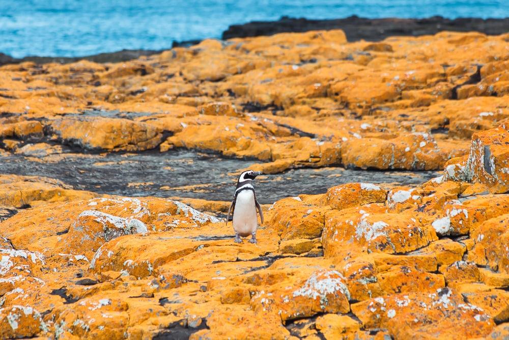 magellanic penguin falkland islands