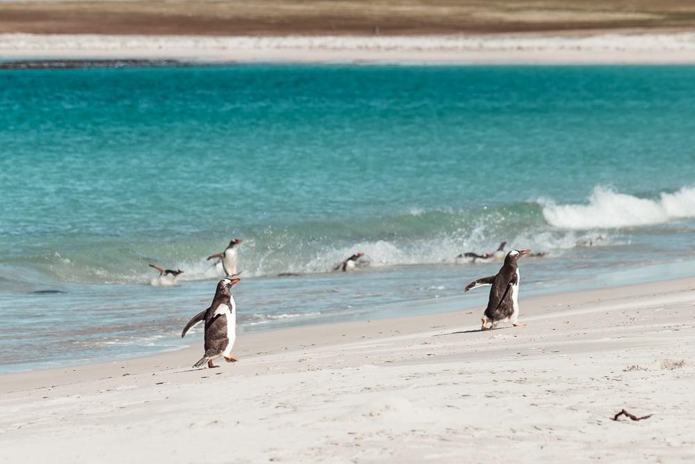 swimming penguins falklands