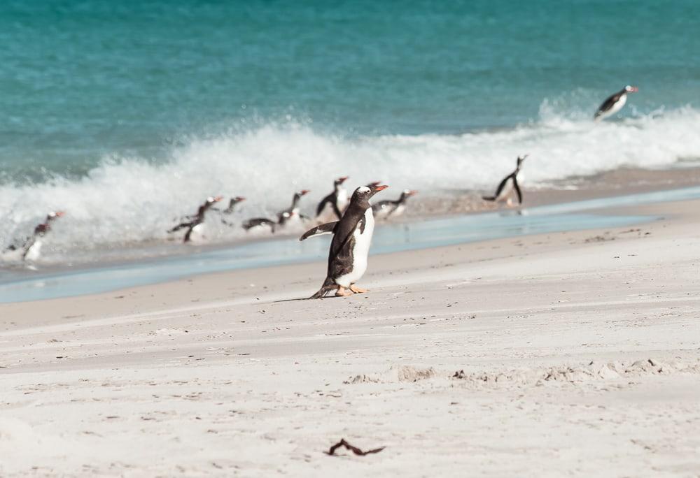 falkland penguins