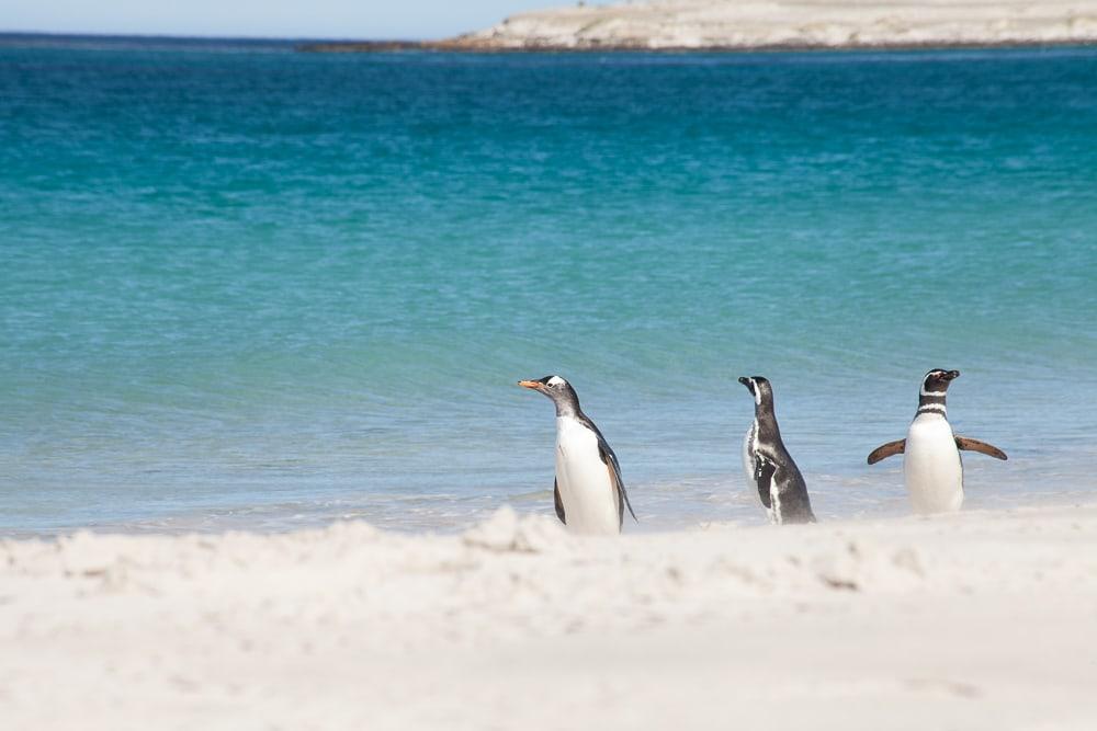 penguins swimming falkland islands