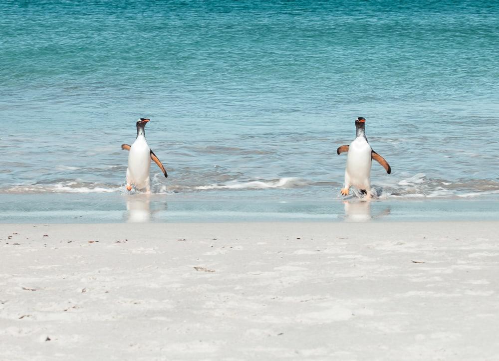 penguins swimming falkland islands