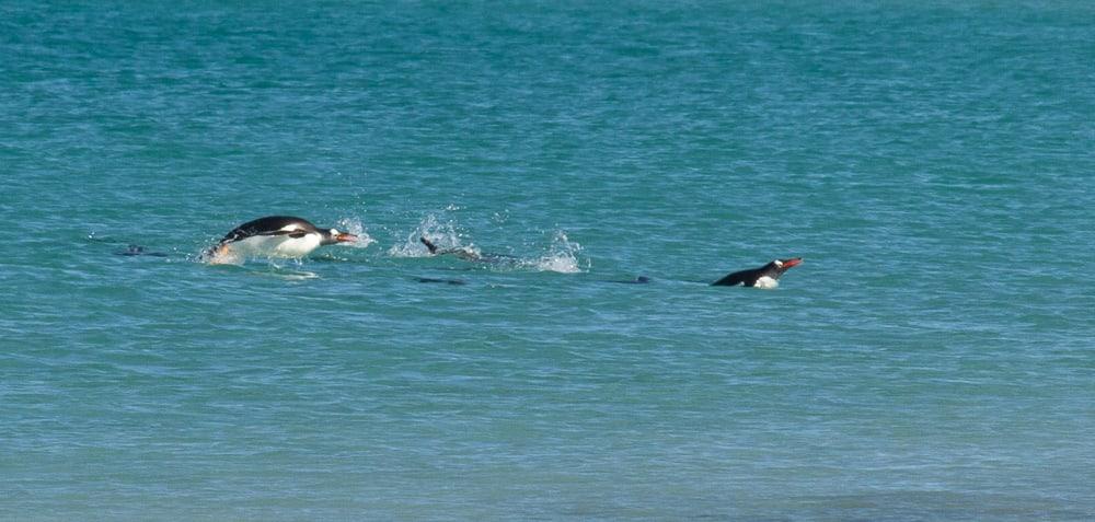 swimming penguins falklands