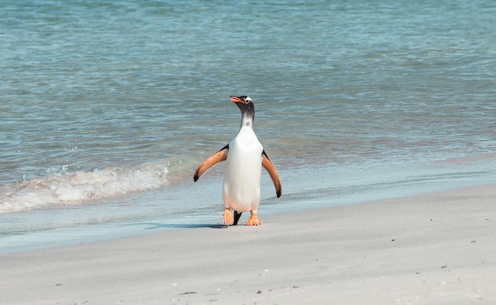 falkland penguins