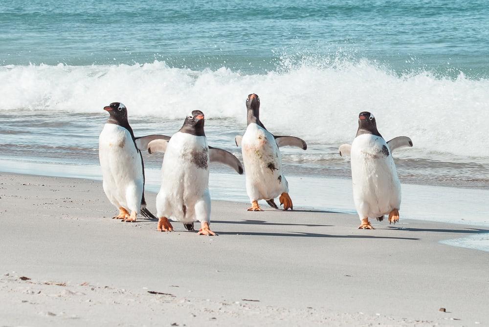 gentoo penguins falklands