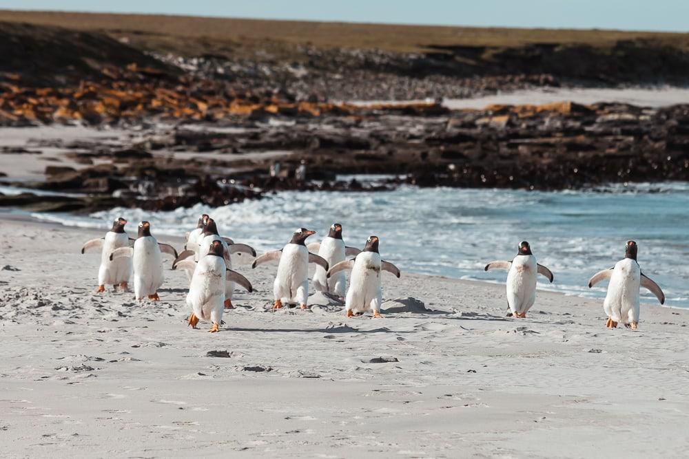 gentoo penguins falklands