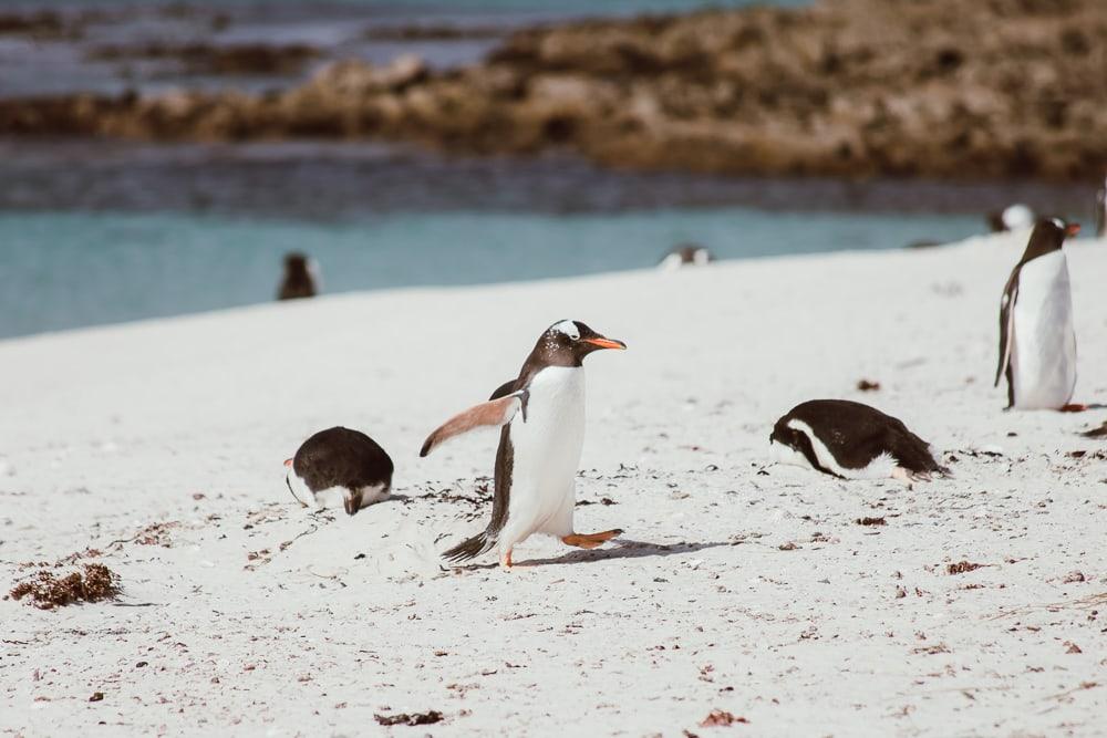 falkland penguins