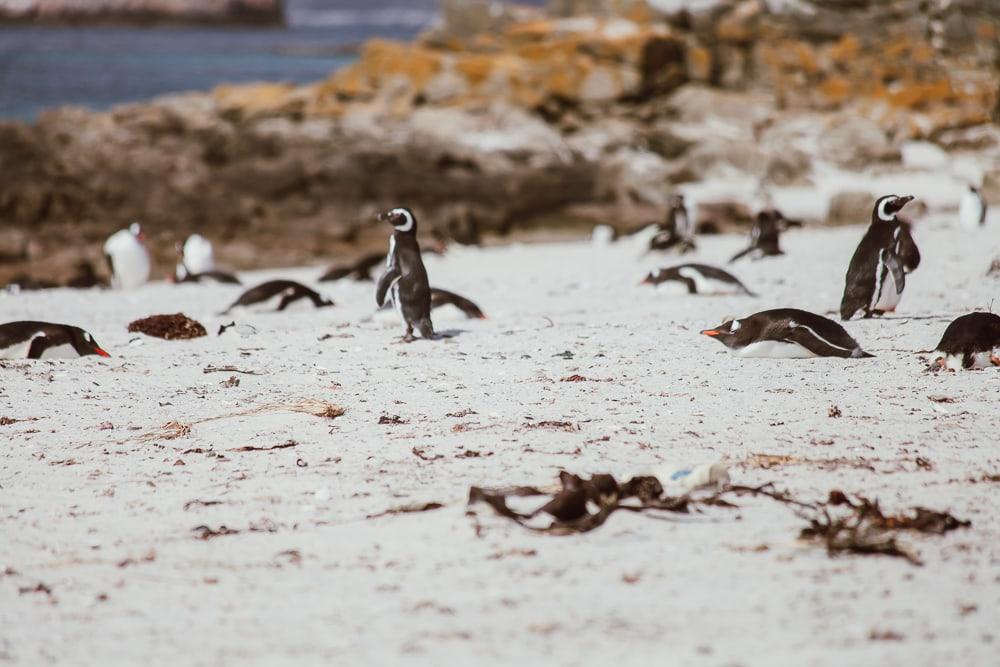 magellanic penguins falkland islands