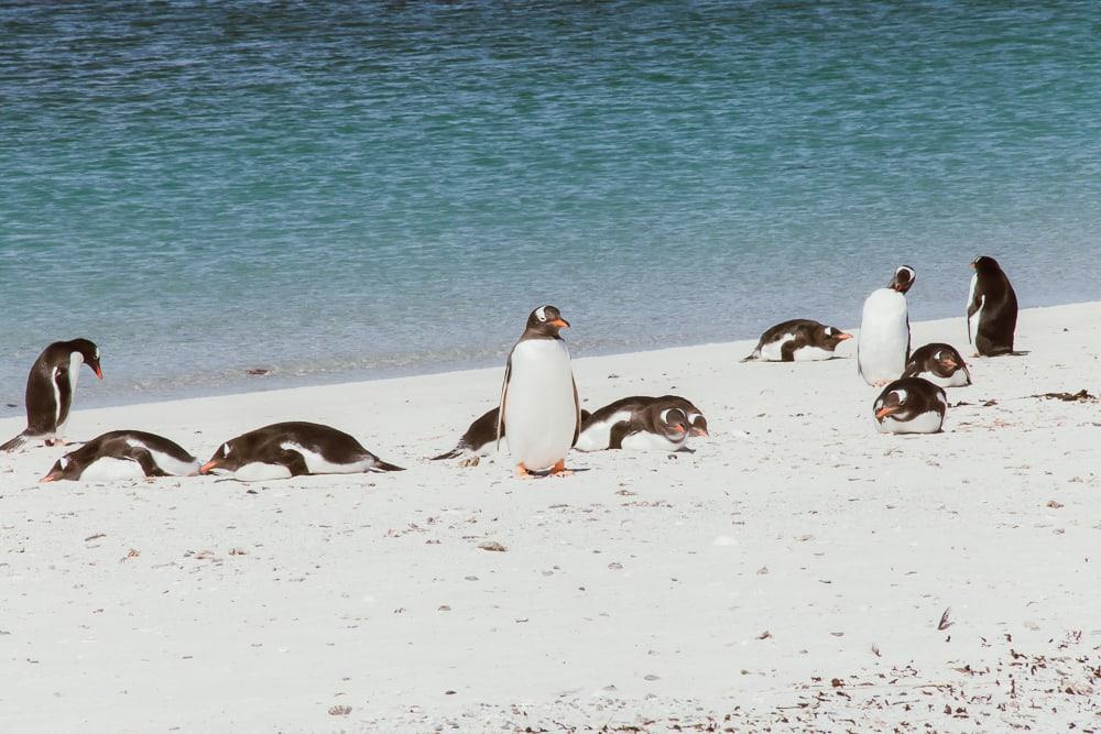 falkland penguins