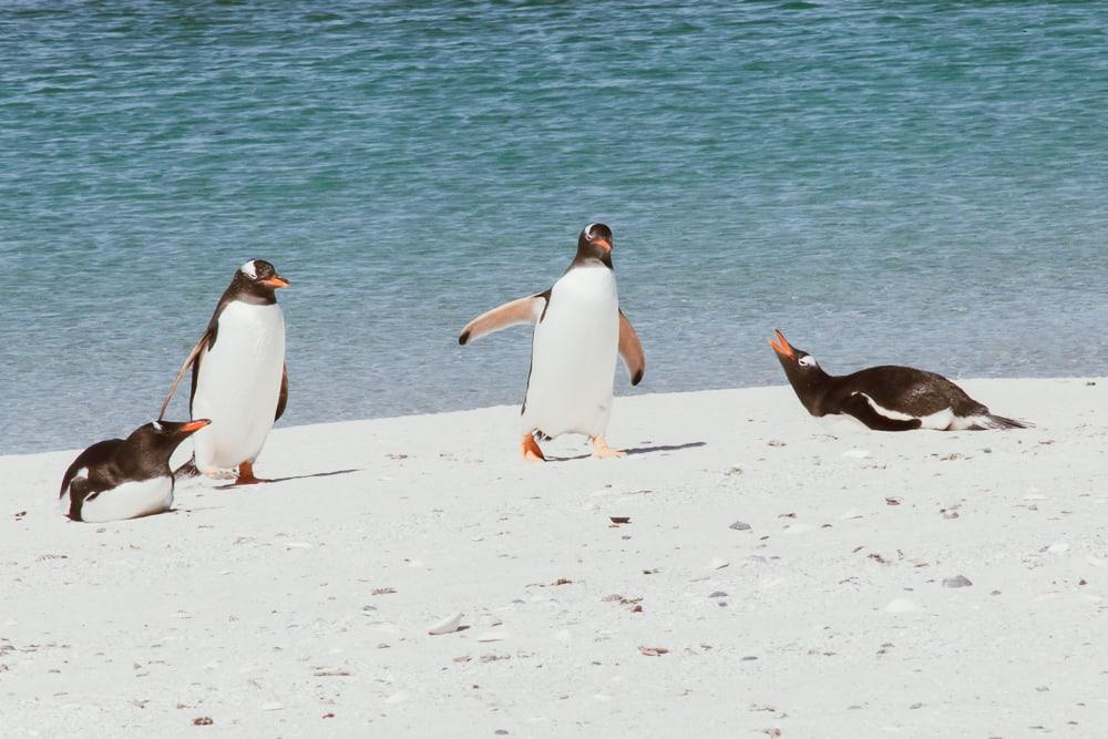 falkland penguins