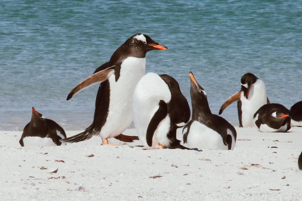 falkland penguins