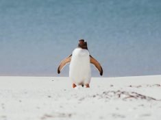 gentoo penguin falkland islands