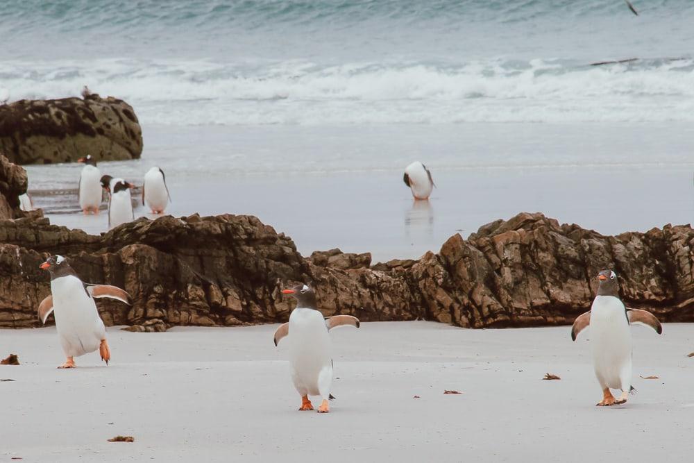 gentoo penguin falkland islands