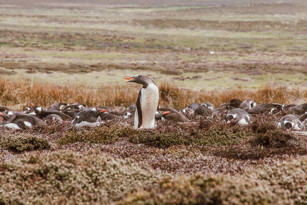 gentoo penguin falkland islands