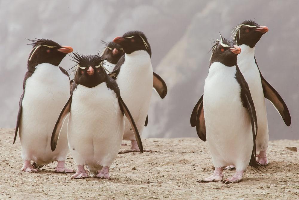 rockhopper penguins falkland islands