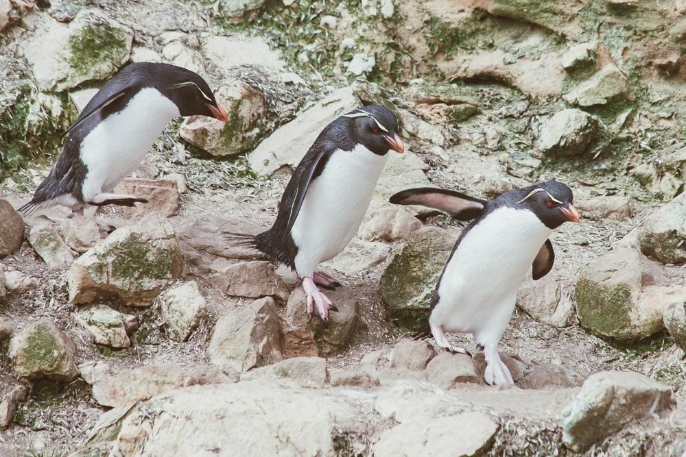 rockhopper penguins falkland islands