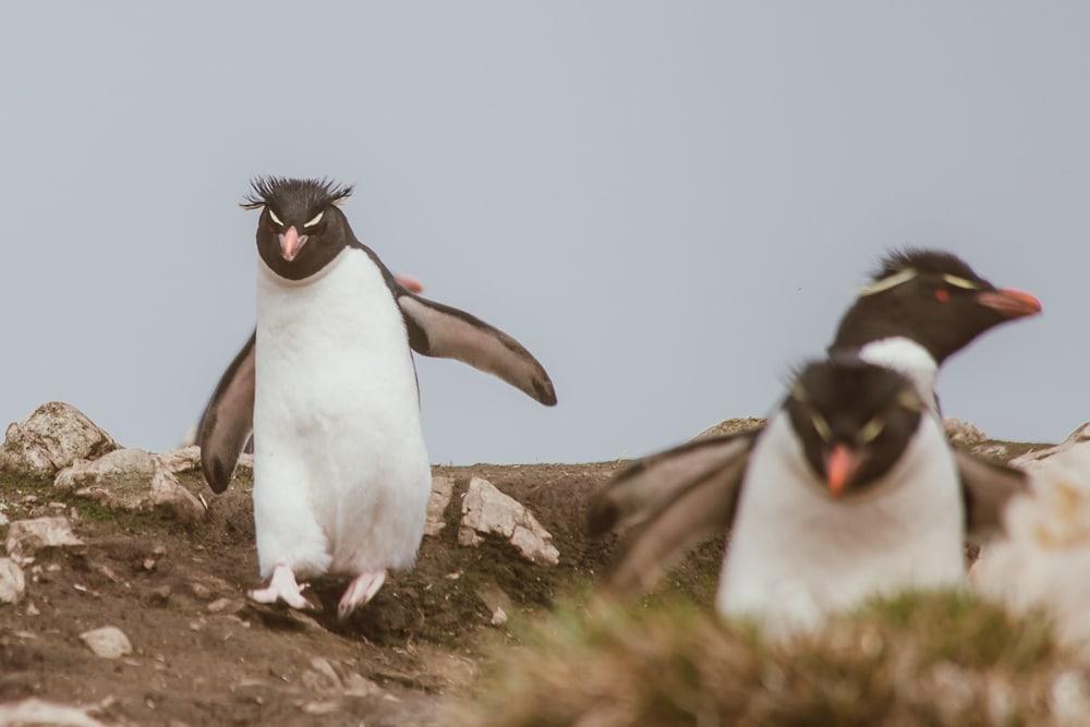 rockhopper penguins falkland islands