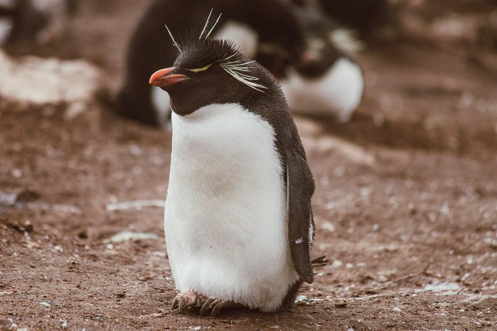 rockhopper penguin falkland islands