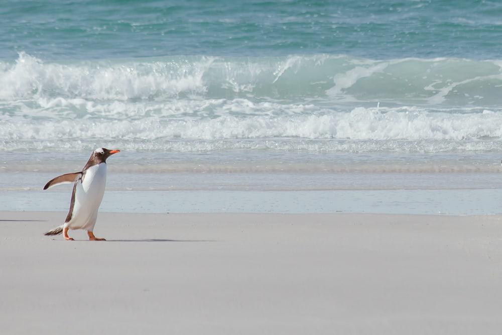 gentoo penguin falkland islands