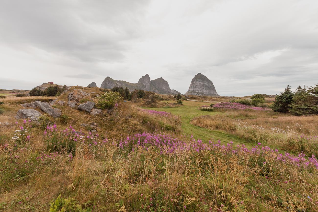 summer on husøya, traena, norway