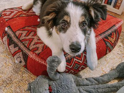 alfie border collie