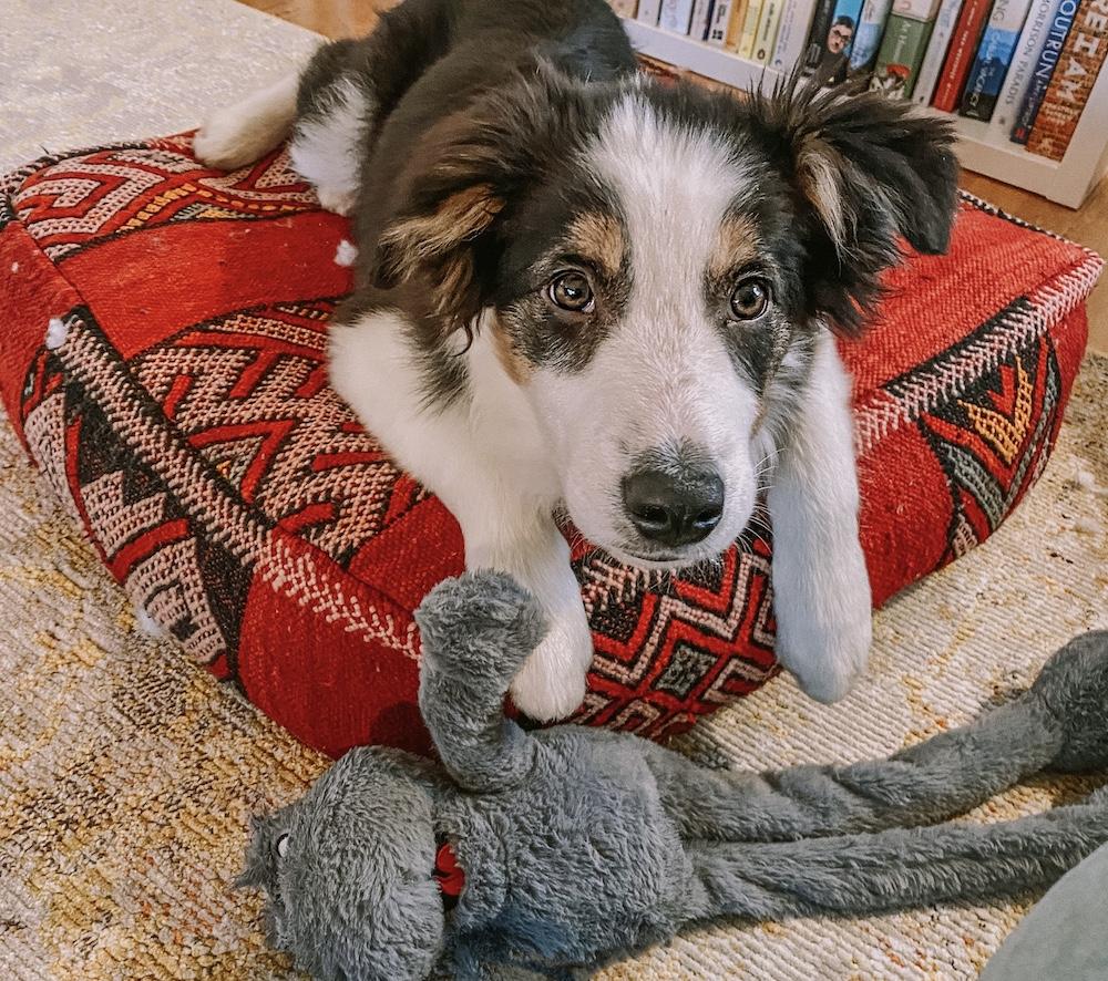 alfie border collie