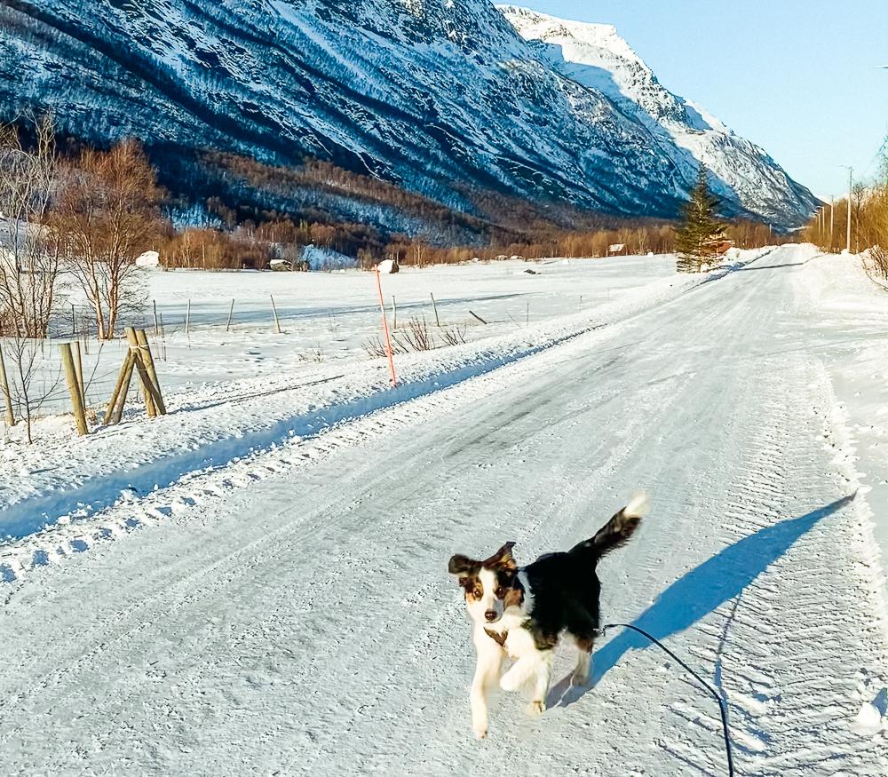 border collie in winter