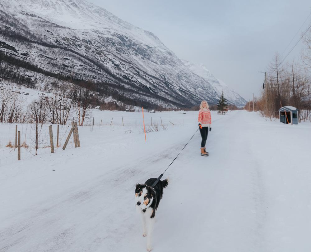 border collie norway