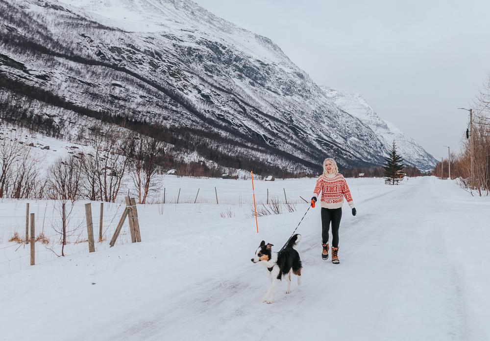 border collie norway