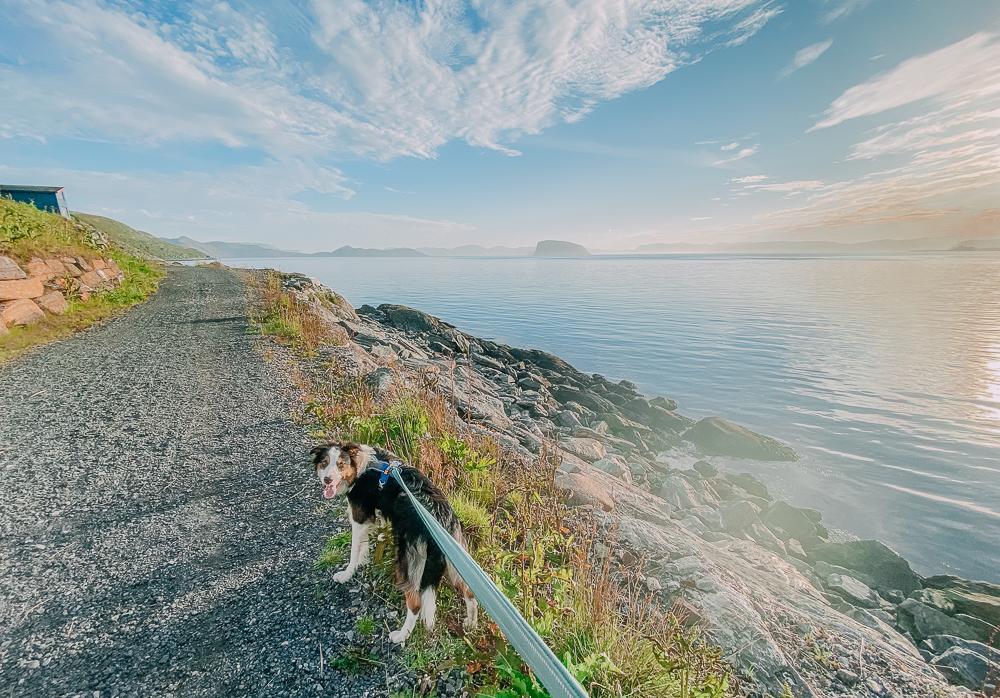 scandic hotel hammerfest with pet