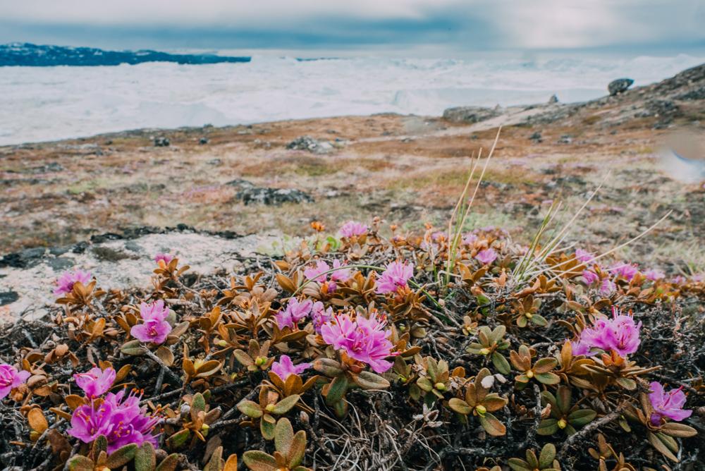 summer in Greenland