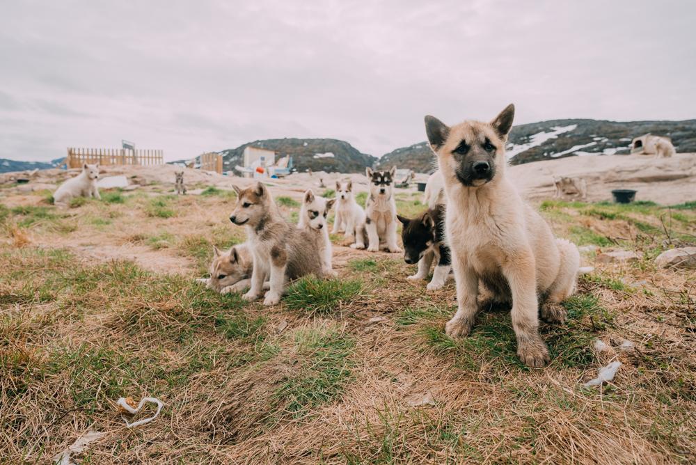 greenland huskies