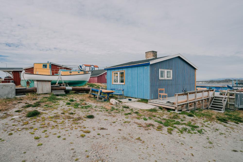 greenland huskies